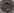 swed97tx.jpg (34905 bytes)